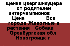 щенки цвергшнауцера от родителей интерчемпионов,   › Цена ­ 35 000 - Все города Животные и растения » Собаки   . Оренбургская обл.,Новотроицк г.
